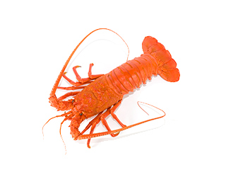 Fresh Frozen Lobster Tail